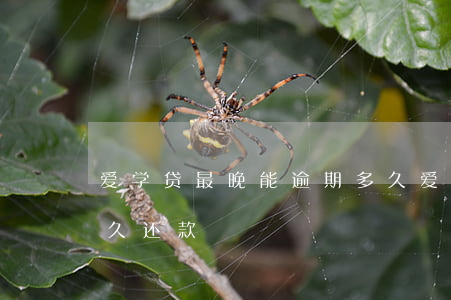 爱学贷最晚能逾期多久(爱学贷最晚能逾期多久还款)