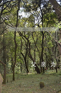 父亲为别人担保逾期(给父亲担保)