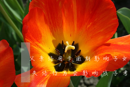 父亲信用卡逾期影响子女考军校吗(父母有过失信行为,会影响孩子考军校吗)