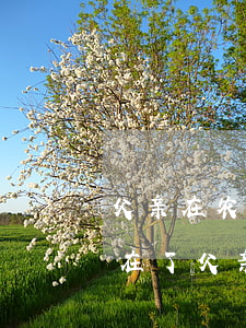 父亲在农村的房子我怎么办理继承(我父亲不在了父亲的房子怎么继承)