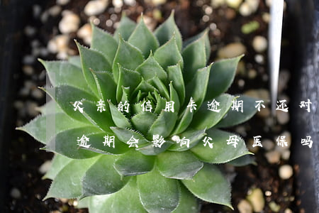 父亲的信用卡逾期不还对子女的影响（信用卡逾期会影响父母医保吗）