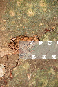 父亲过世房子怎么让母亲继承(父亲过世房产母亲怎么继承) 父亲过世房子怎么让母亲继承(父亲过世房产母亲怎么继承)