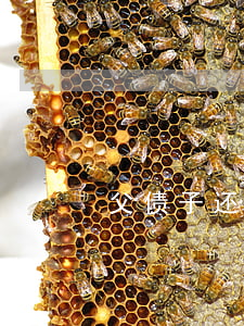 父债子还有法律依据吗