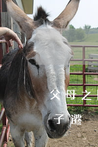 父母之間離婚孩子怎么上戶口(父母離婚小孩子遷戶口怎么弄)