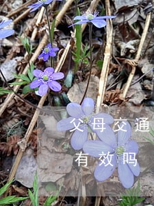 父母交通肇事三年(我爸爸交通事故三年了还有效吗)
