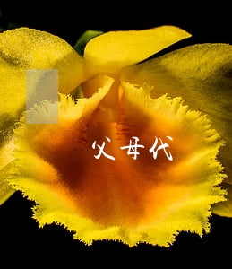 父母代償還信用卡（幫父母還信用卡逾期了）