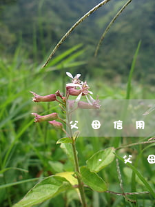 父母信用卡逾期對(duì)子女高考有影響-父母的信用卡逾期會(huì)不會(huì)影響子女上學(xué)