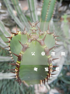 父母信用卡逾期影响考军校吗(征信逾期影响考军校)