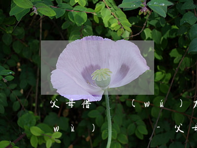 父母借錢無(wú)力償還,其兒女有義務(wù)償還嗎-父母借錢無(wú)力償還,其兒女有義務(wù)償還嗎