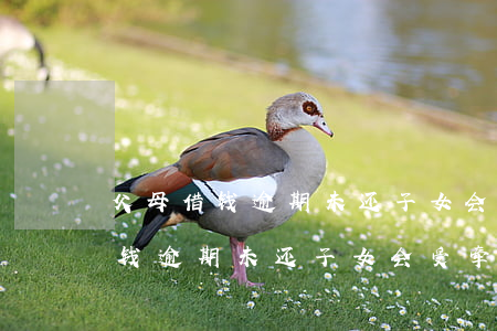 父母借钱逾期未还子女会受牵连吗-父母借钱逾期未还子女会受牵连吗知乎