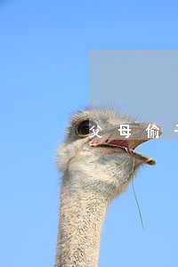父母偷子女錢(偷父母的錢違法嗎)
