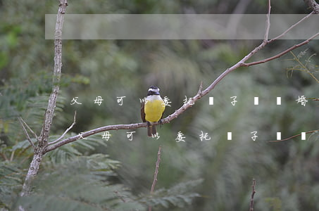 父母可以委托兒子寫離婚協(xié)議嗎(父母可以委托兒子寫離婚協(xié)議嗎)
