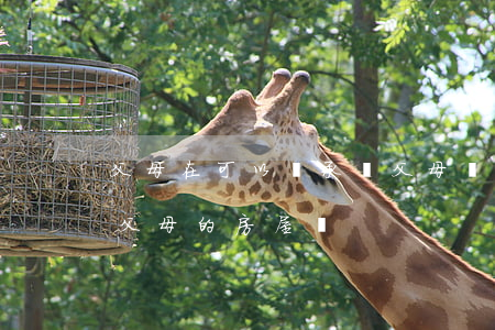 父母在可以繼承嗎(父母還健在子女可以繼承父母的房屋嗎)