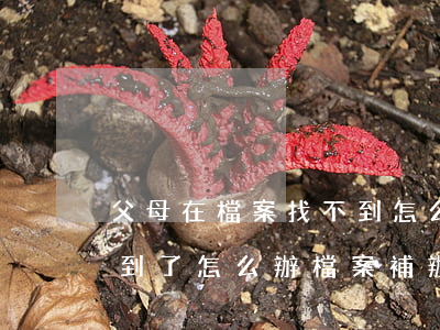 父母在檔案找不到怎么辦繼承(個人檔案找不到了怎么辦 檔案補辦)