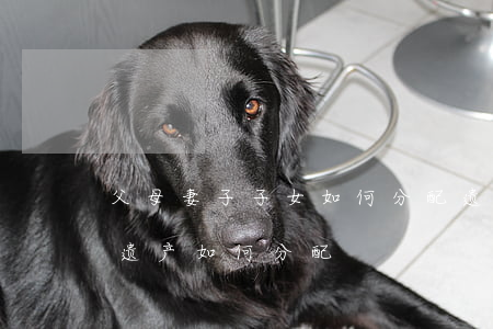 父母妻子子女如何分配遗产(独生子女父母的遗产如何分配)