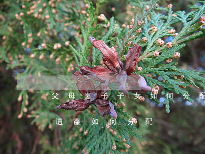 父母妻子子女如何分配遺產(獨生子女父母的遺產如何分配)