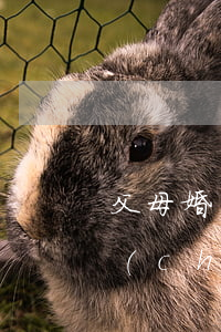 父母婚內(nèi)贈(zèng)予房產(chǎn)離婚怎么分(父母贈(zèng)予的房子離婚后可以分嗎?)