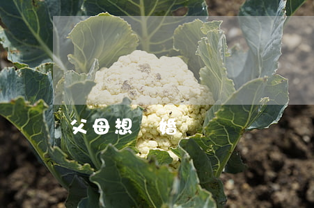 父母想離婚