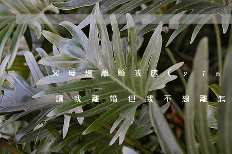 父母想離婚我應(yīng)該怎么辦(父母讓我離婚 但我不想離怎么辦?)