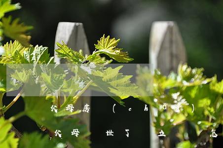 父母房產(chǎn)沒有立遺囑怎樣繼承(父母過世了 沒立遺囑怎么繼承)