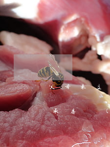 父母未立遺囑怎么繼承(父母未立遺囑怎么繼承房產(chǎn))