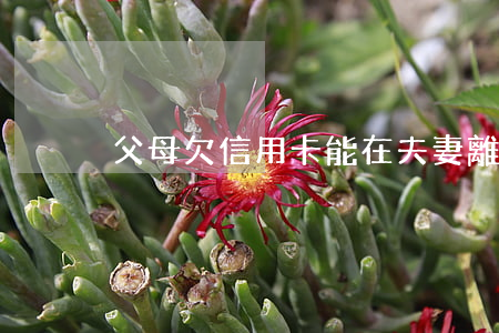 父母欠信用卡能在夫妻離婚后還-
