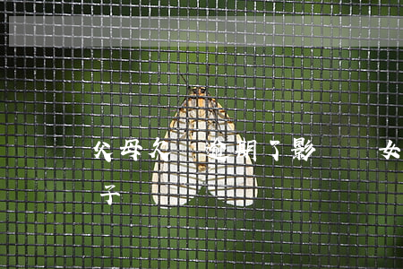 父母欠債逾期了影響兒女嗎(父母欠債影響孩子嗎)