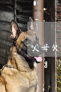 父母欠網(wǎng)貸影響孩子當(dāng)兵嗎