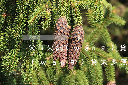 父母欠網(wǎng)貸我該怎么辦知乎(網(wǎng)貸太多無(wú)法面對(duì)父母)
