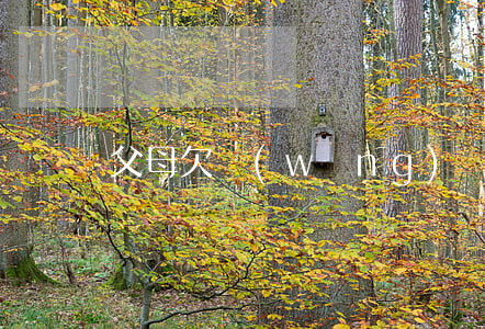 父母欠網(wǎng)貸的錢兒子有影響嗎
