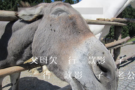 父母欠銀行貸款影響子孫考公務員-父母欠銀行貸款影響子孫考公務員嗎
