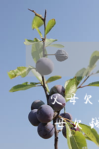 父母欠银行钱被起诉会影响孩子当兵吗-父母欠钱被起诉对子女当兵有影响吗