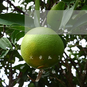 父母死了公房怎么繼承(父母過(guò)世后公租房如何繼承)