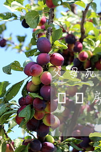 父母死了沒有遺囑房子歸誰(父母的房子沒有遺囑房子將來屬于誰)