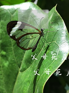 父母死后沒(méi)有遺囑房子怎么繼承(父母死后沒(méi)有遺囑房子怎么繼承)