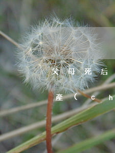 父母死后錢怎么繼承(父母去世財(cái)產(chǎn)怎么繼承)