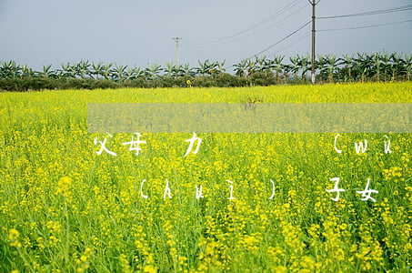父母無力償還債務(wù)會(huì)不會(huì)讓子女還?-父母無力償還債務(wù)會(huì)不會(huì)讓子女還債