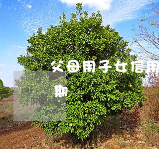 父母用子女信用卡逾期(父母用我的信用卡逾期)