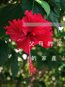 父母的家產(chǎn)兒女怎么分配(父母的家產(chǎn)兒女怎么分配)