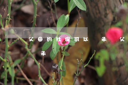 父母的社?？梢岳^承嗎(父母的社保子女可以繼承嗎)
