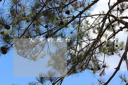 父母的股份繼承嗎(如何繼承父母的股票)