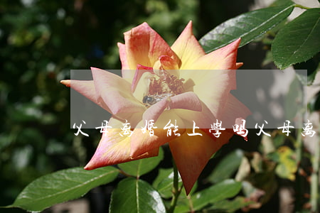父母离婚能上学吗(父母离婚影响孩子上学吗)