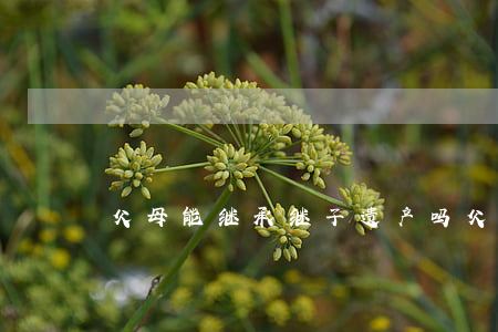 父母能继承继子遗产吗(父母亲遗产 继承)