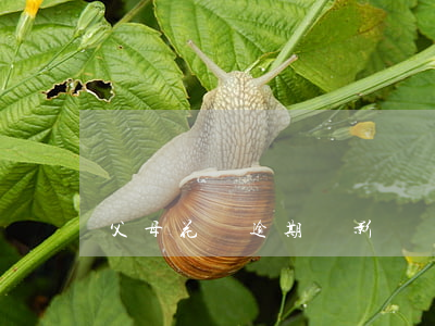 父母花唄逾期會影響兒子參軍嗎-