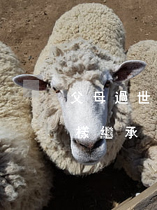 父母過世后股份繼承怎么寫(母親去世股票怎樣繼承)