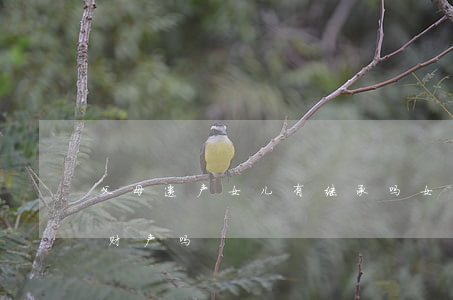 父母遗产女儿有继承吗(女儿可以继承父母的财产吗)