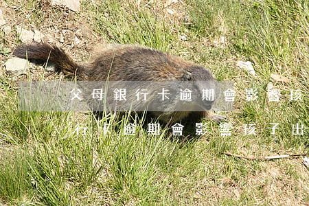 父母銀行卡逾期會影響孩子出國嗎-父母銀行卡逾期會影響孩子出國嗎知乎