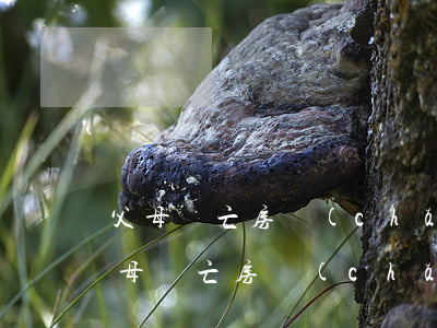 父母雙亡房產(chǎn)繼承怎么劃分(父母雙亡房產(chǎn)繼承怎么劃分)