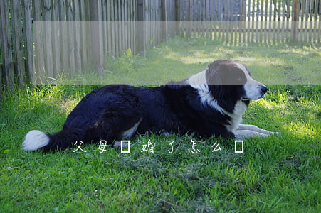 父母離婚了怎么辦