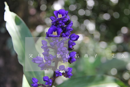 父母離婚以后孩子該怎么辦